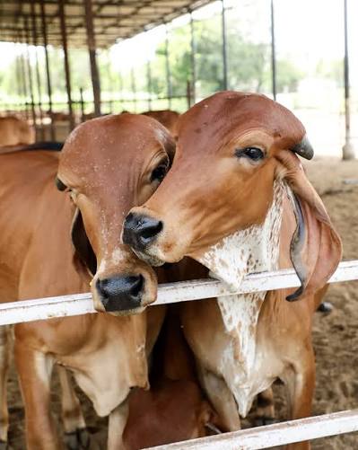 Gir cows grazing at Gandhi Farm